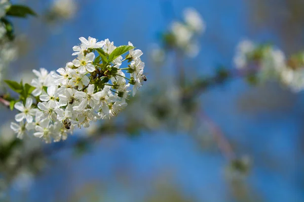 Белые цветы на ветвях яблони в солнечный и весенний день в саду. Фруктовое дерево. Маленькие цветы. Фон . — стоковое фото