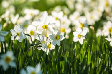 Bir bahar düşüş narsislerin beyaz ve sarı renklerden Yeşil glade, güneşli. Güzel doğa.