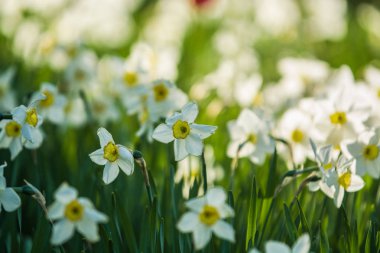 Bir bahar düşüş narsislerin beyaz ve sarı renklerden Yeşil glade, güneşli. Güzel doğa.