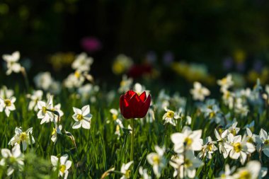 Bir bahar düşüş narsislerin beyaz ve sarı renklerden Yeşil glade, güneşli. Güzel doğa.
