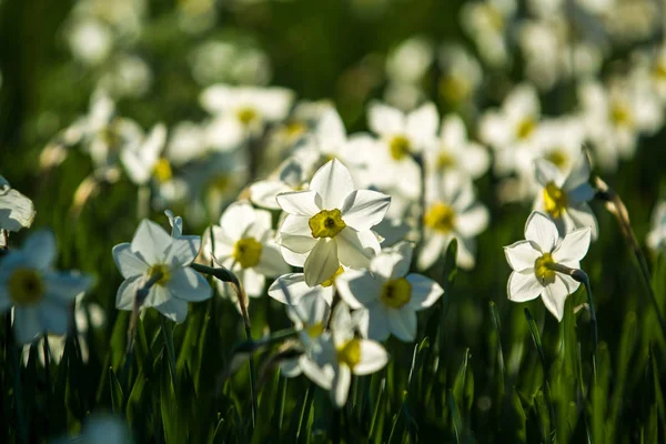 Bir bahar düşüş narsislerin beyaz ve sarı renklerden Yeşil glade, güneşli. Güzel doğa. — Stok fotoğraf