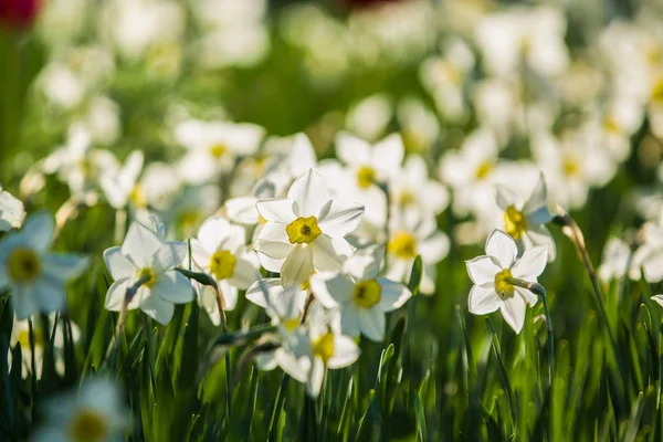 El claro verde de los colores blancos y amarillos de los narcisos sobre la decadencia primaveral, a la luz del sol. Hermosa naturaleza . —  Fotos de Stock