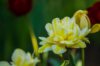 Bir bahar düşüş lale sarı sıradışı ve dekoratif renklerden Yeşil glade. Güzel doğa.