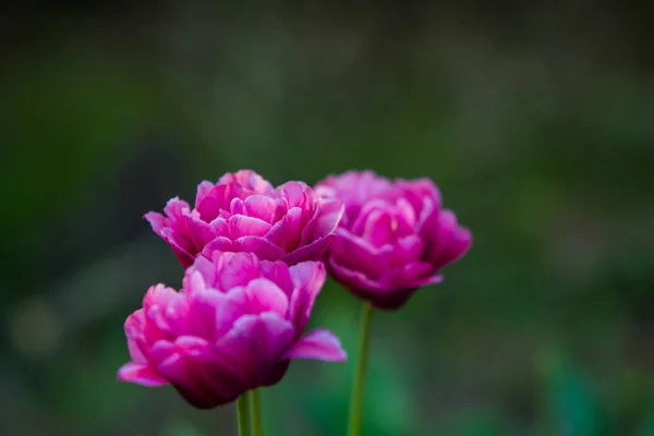 Green glade from crimson and violet unusual, decorative colors of tulips on a spring decline. Beautiful nature. — Stock Photo, Image