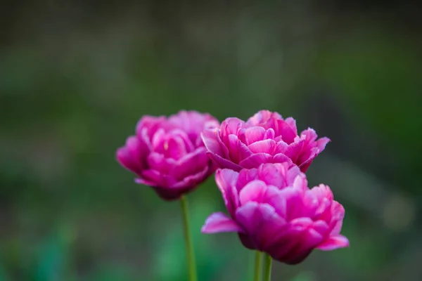 Green glade from crimson and violet unusual, decorative colors of tulips on a spring decline. Beautiful nature. — Stock Photo, Image