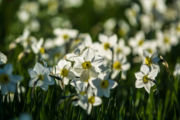 El claro verde de los colores blancos y amarillos de los narcisos sobre la decadencia primaveral, a la luz del sol. Hermosa naturaleza . —  Fotos de Stock