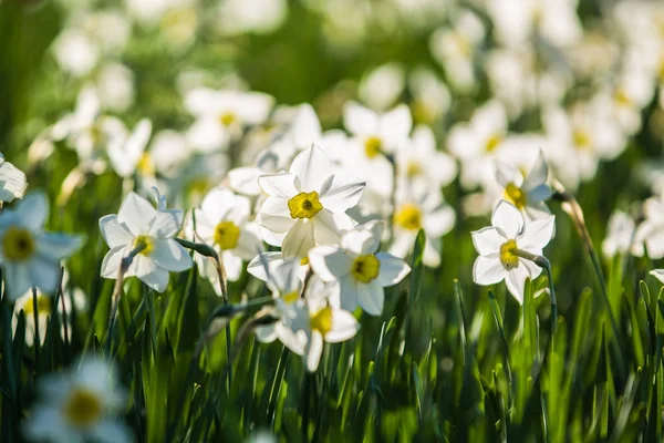 El claro verde de los colores blancos y amarillos de los narcisos sobre la decadencia primaveral, a la luz del sol. Hermosa naturaleza . —  Fotos de Stock