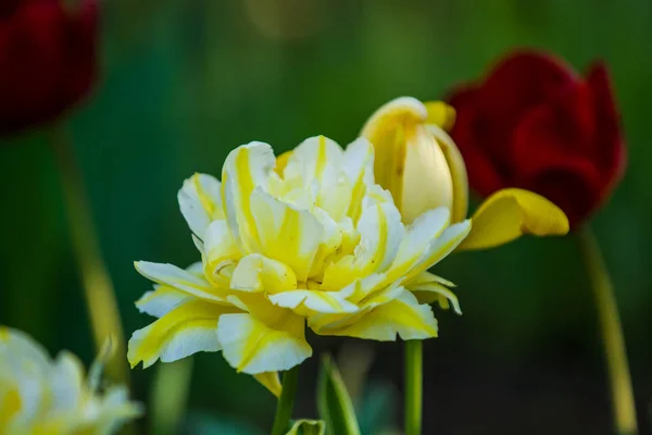 Green glade from yellow unusual and decorative colors of tulips on a spring decline. Beautiful nature. — Stock Photo, Image