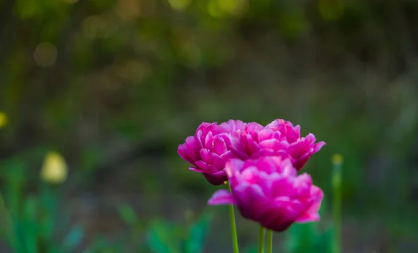 Green glade from crimson and violet unusual, decorative colors of tulips on a spring decline. Beautiful nature. — Stock Photo, Image