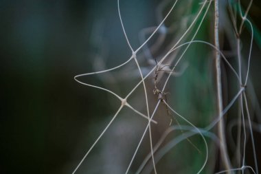 Bokeh ile kaotik, belirsiz ve düzensiz, twirled hatları ile plastik pro-wolves Soyut gri-yeşil arka plan.