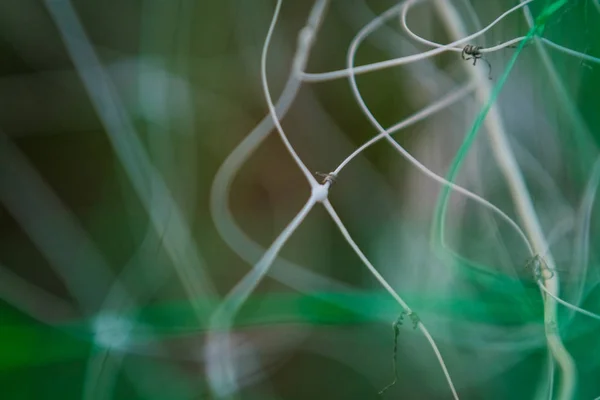 Abstrato fundo cinza-verde de plástico pró-lobos com o caótico, indistinto e desigual, linhas giradas com bokeh . — Fotografia de Stock