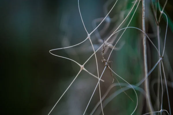 Abstract grijs-groene achtergrond van plastic Pro-wolven met de chaotische, onduidelijke en ongelijke, bochtige lijnen met bokeh. — Stockfoto