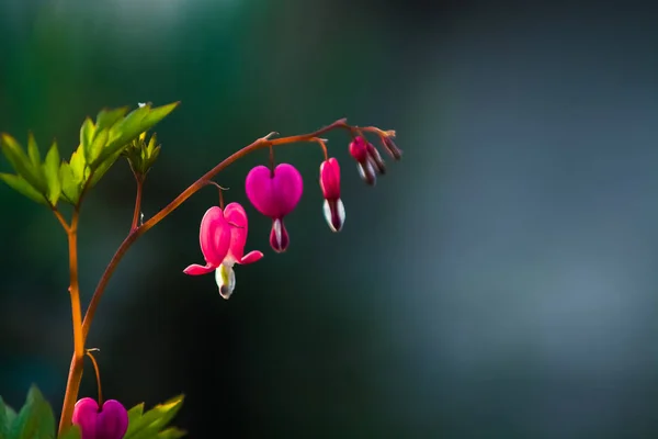 Gren med blommande av de ljusa och ovanliga rosa blommor det brutna hjärtat. Vårens natur i april. Bakgrund. — Stockfoto