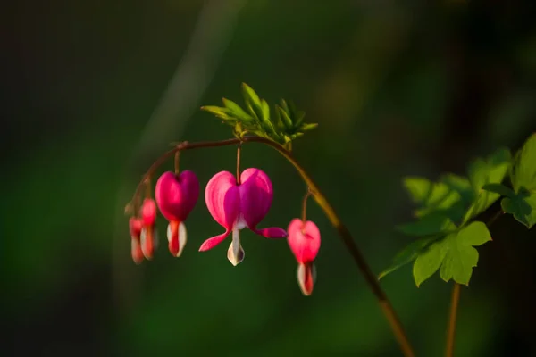 Gren med blommande av de ljusa och ovanliga rosa blommor det brutna hjärtat. Vårens natur i april. Bakgrund. — Stockfoto