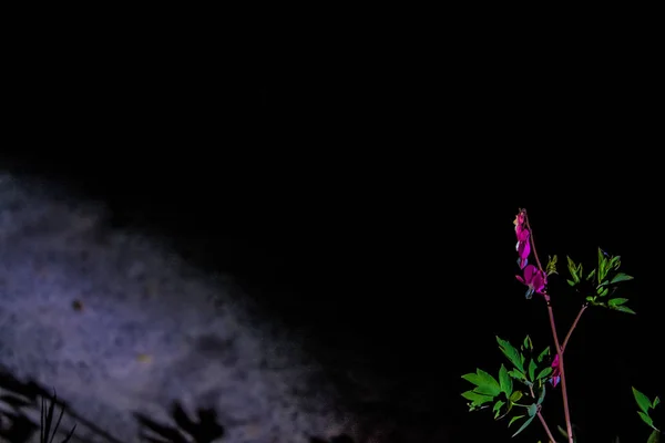 Zweig mit der Blüte der leuchtenden und ungewöhnlichen rosa Blumen das gebrochene Herz. die Frühlingsnatur im April. Hintergrund. — Stockfoto