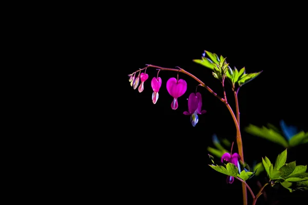 Zweig mit der Blüte der leuchtenden und ungewöhnlichen rosa Blumen das gebrochene Herz. die Frühlingsnatur im April. Hintergrund. — Stockfoto