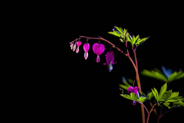 Zweig mit der Blüte der leuchtenden und ungewöhnlichen rosa Blumen das gebrochene Herz. die Frühlingsnatur im April. Hintergrund. — Stockfoto