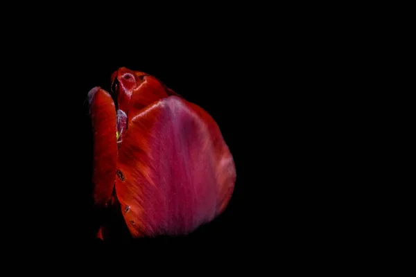 Tulipas brilhantes e incomuns em um fundo preto monofônico. Noite fotografando em um jardim com flores . — Fotografia de Stock