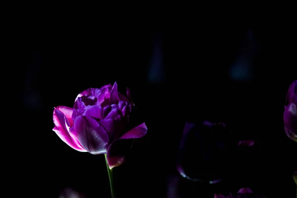 Tulipanes brillantes e inusuales sobre un fondo negro monofónico. Fotografía nocturna en un jardín con flores . — Foto de Stock