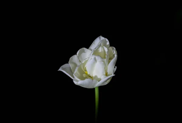 Tulipas brilhantes e incomuns em um fundo preto monofônico. Noite fotografando em um jardim com flores . — Fotografia de Stock