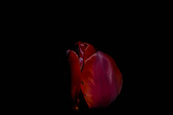 Bright and unusual tulips on a monophonic black background. Night photographing in a garden with flowers. — Stock Photo, Image