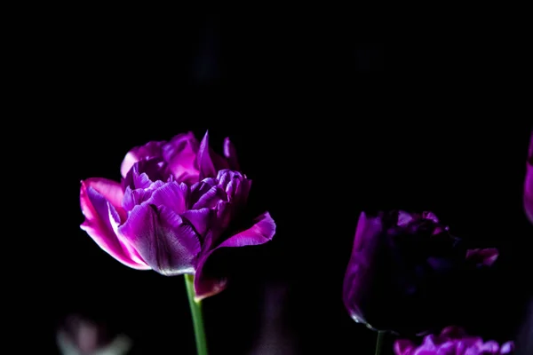 Tulipanes brillantes e inusuales sobre un fondo negro monofónico. Fotografía nocturna en un jardín con flores . — Foto de Stock