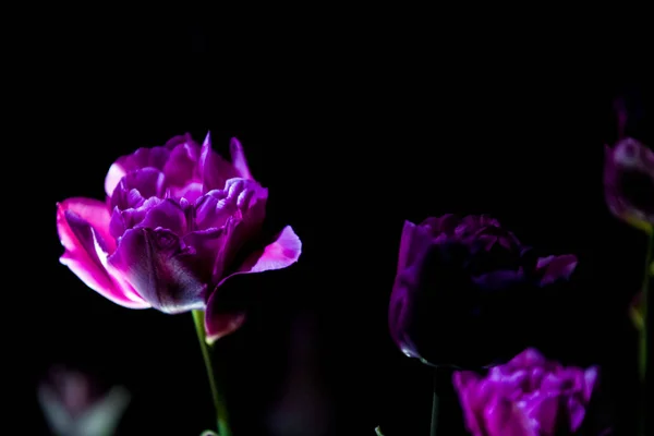 Tulipas brilhantes e incomuns em um fundo preto monofônico. Noite fotografando em um jardim com flores . — Fotografia de Stock