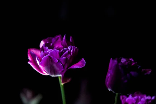 모노 블랙 배경에 밝고 특이한 튤립. 꽃이 있는 정원에서 야간 촬영. — 스톡 사진