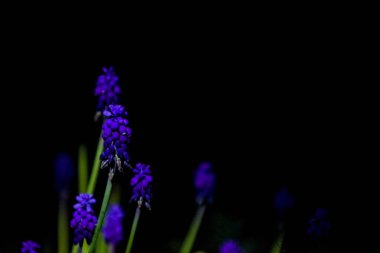 Mononik siyah arka plan üzerinde parlak ve sıradışı mavi ve mor küçük çiçekler. Bahçede gece fotoğrafı.