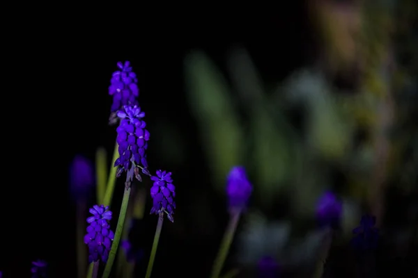 Ljusa och ovanliga blå och violett små blommor på en monofoniska svart bakgrund. Nattfotografering i en trädgård. — Stockfoto