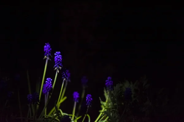 Flores pequenas azuis e violetas brilhantes e excepcionais em um contexto preto monofônico. Noite fotografando em um jardim . — Fotografia de Stock