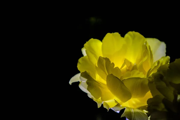 Den gula tulpan med en stor knopp blommar på en svart monofoniska bakgrund. Natt skytte i en trädgård. — Stockfoto