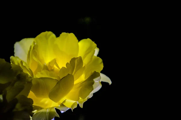 Die gelbe Tulpe mit einer großen Knospe blüht auf schwarzem, monophonen Hintergrund. Nachtschießen im Garten. — Stockfoto