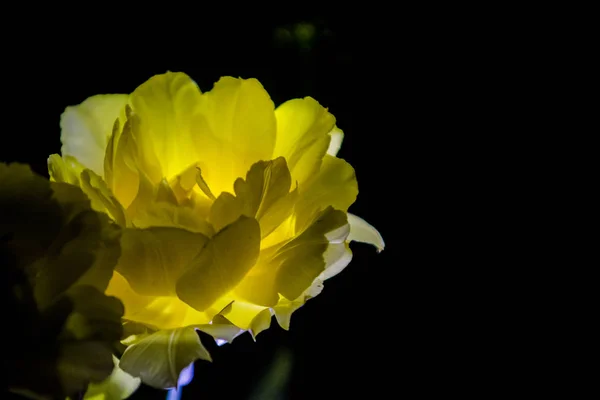Die gelbe Tulpe mit einer großen Knospe blüht auf schwarzem, monophonen Hintergrund. Nachtschießen im Garten. — Stockfoto