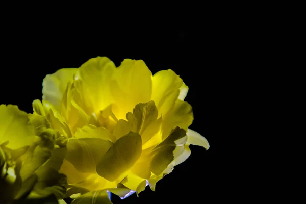 Жовтий тюльпан з великим бутоном цвіте на чорному однотонному тлі. Нічна стрілянина в саду . — стокове фото