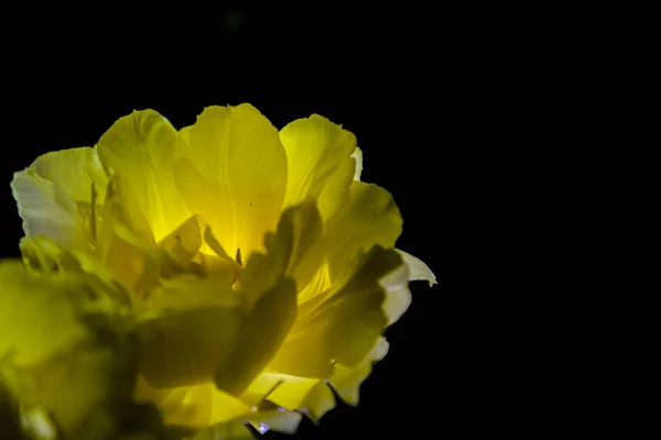 Жовтий тюльпан з великим бутоном цвіте на чорному однотонному тлі. Нічна стрілянина в саду . — стокове фото