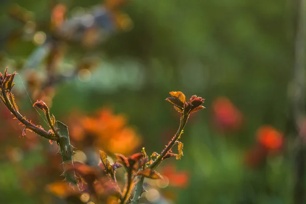 Bir bahçede gün batımında gül çiçekleri açmadan küçük dalları ile yaprakları ve dikenleri ile çalılar. Bahar bitkileri. Arka plan — Stok fotoğraf