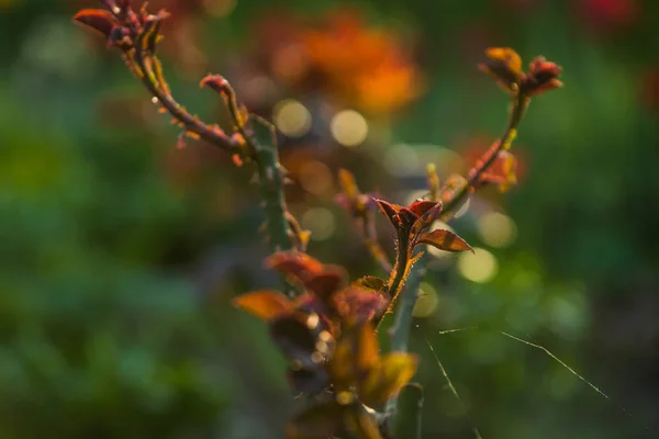 I solnedgången solen i en trädgård rosenbuskar med löv och törnen med små grenar utan blommande. Vårväxter. Bakgrund — Stockfoto