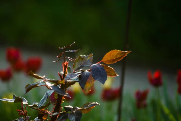 A naplemente nap egy kertben emelkedett bokrok levelekkel és tövisek kis ágak nélkül virágzó. Tavaszi növények. Háttér — Stock Fotó