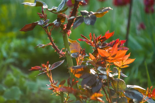 Bir bahçede gün batımında gül çiçekleri açmadan küçük dalları ile yaprakları ve dikenleri ile çalılar. Bahar bitkileri. Arka plan — Stok fotoğraf