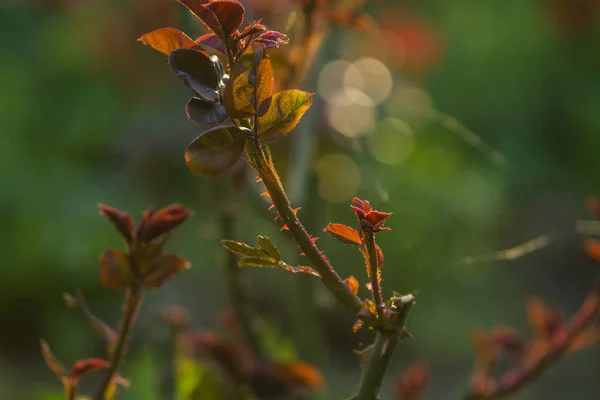 În apusul soarelui într-o grădină tufișuri de trandafiri cu frunze și spini cu ramuri mici, fără înflorire. Plantele de primăvară. Contextul — Fotografie, imagine de stoc