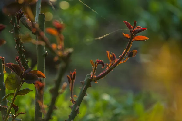 In der Sonnenuntergangssonne in einem Garten Rosensträucher mit Blättern und Dornen mit kleinen Ästen ohne Blüten. Frühlingsblumen. Hintergrund — Stockfoto