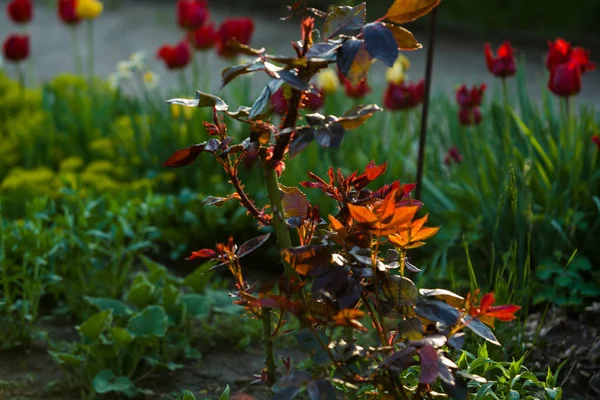 In the sunset sun in a garden rose bushes with leaves and thorns with small branches without blossoming. Spring plants. Background — Stock Photo, Image