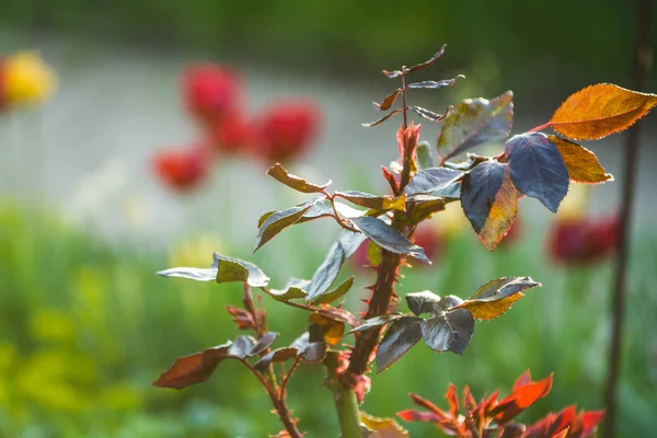 I solnedgången solen i en trädgård rosenbuskar med löv och törnen med små grenar utan blommande. Vårväxter. Bakgrund — Stockfoto