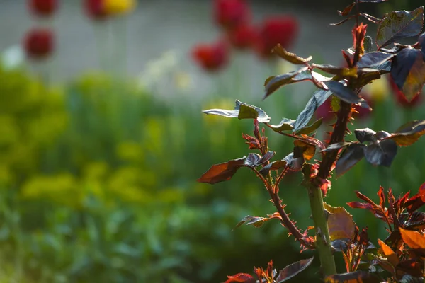 I solnedgången solen i en trädgård rosenbuskar med löv och törnen med små grenar utan blommande. Vårväxter. Bakgrund — Stockfoto