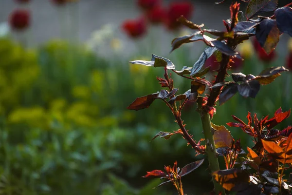 I solnedgången solen i en trädgård rosenbuskar med löv och törnen med små grenar utan blommande. Vårväxter. Bakgrund — Stockfoto