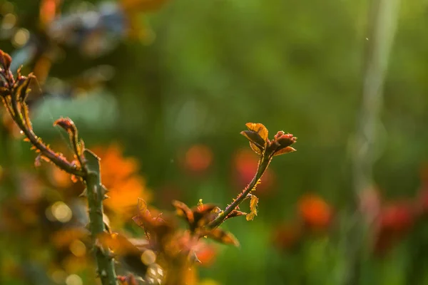 I solnedgången solen i en trädgård rosenbuskar med löv och törnen med små grenar utan blommande. Vårväxter. Bakgrund — Stockfoto