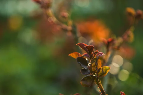 I solnedgången solen i en trädgård rosenbuskar med löv och törnen med små grenar utan blommande. Vårväxter. Bakgrund — Stockfoto