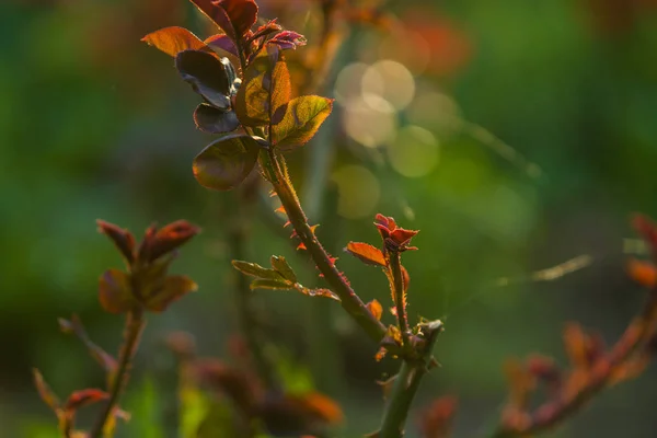 În apusul soarelui într-o grădină tufișuri de trandafiri cu frunze și spini cu ramuri mici, fără înflorire. Plantele de primăvară. Contextul — Fotografie, imagine de stoc