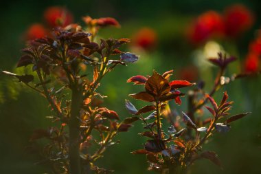 Bir bahçede gün batımında gül çiçekleri açmadan küçük dalları ile yaprakları ve dikenleri ile çalılar. Bahar bitkileri. Doğa